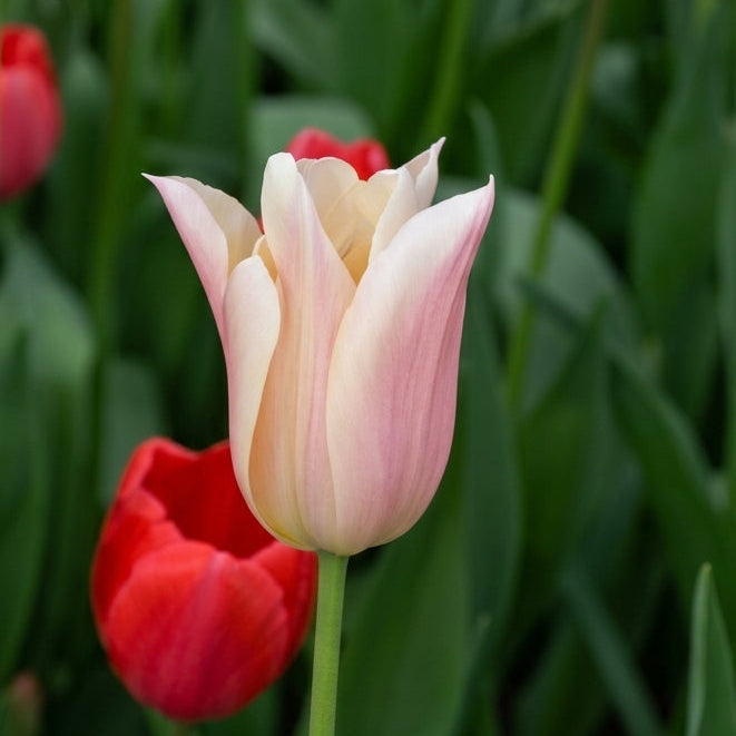 Tulip Lilyflowering - Susanna - 12/+