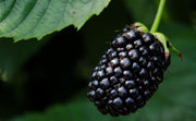 Szeder – Black Satin - Tüskementes – 2L