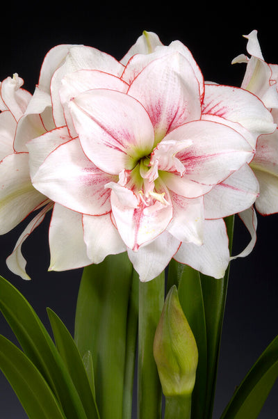 Amarillisz – Elvas – 30/32