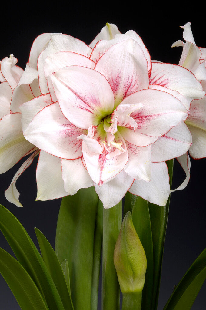 Amarillisz – Elvas – 30/32