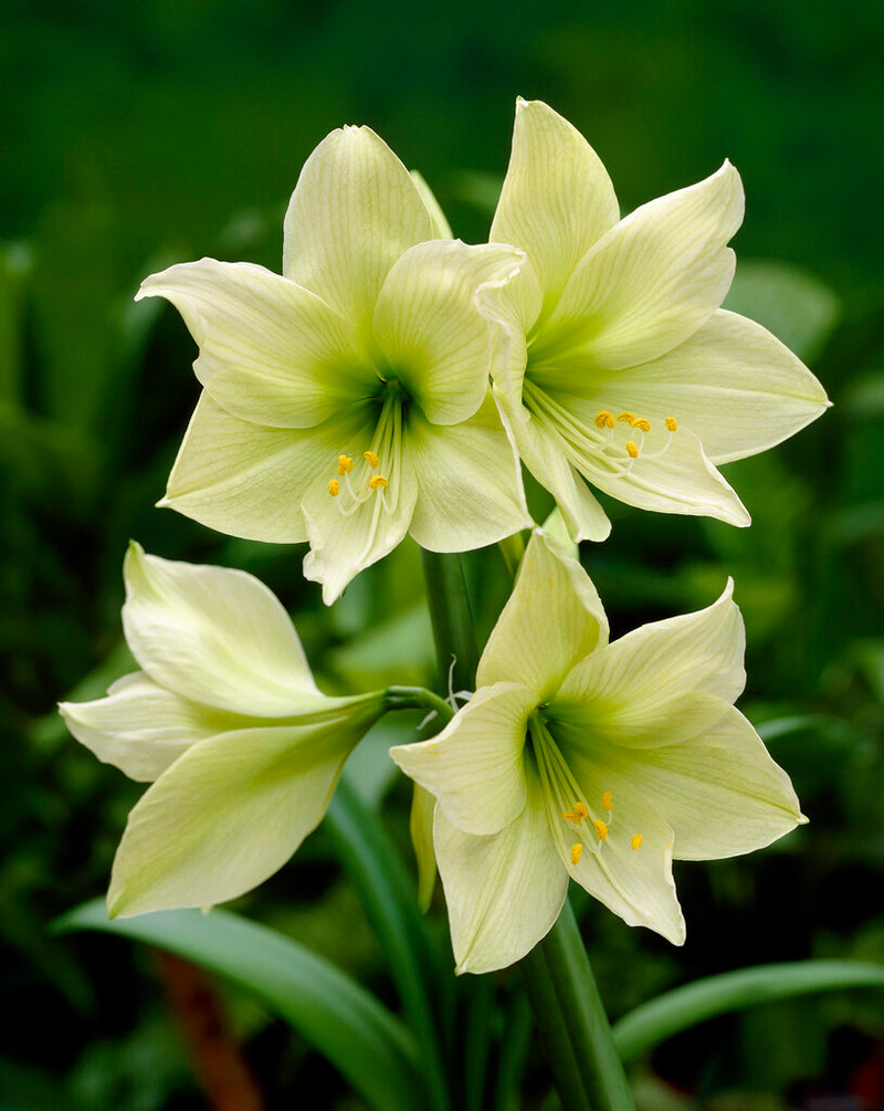 Amaryllis - Lemon Lime - 30/32