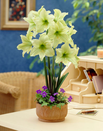 Amaryllis - Lemon Lime - 30/32