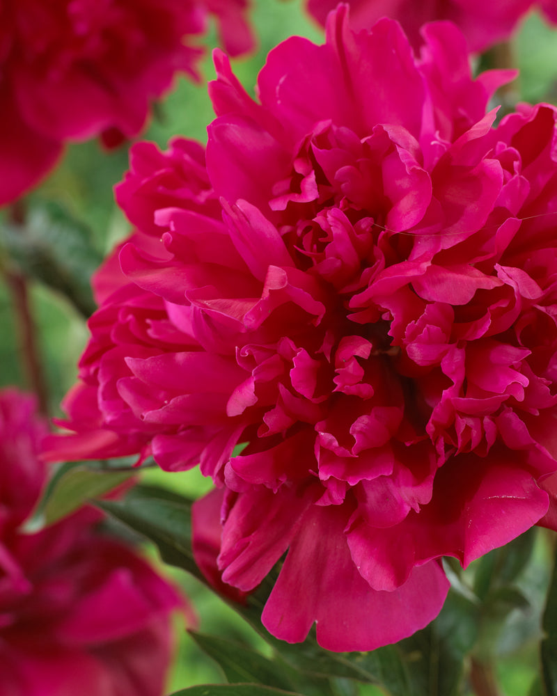 Peony - Big Ben - 3/5 eyes
