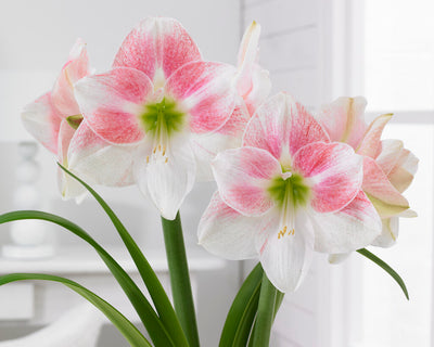 Amaryllis - Rosy Star - 30/32