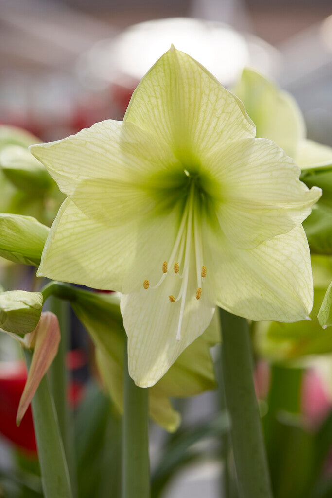 Amarillisz – Luna – 30/32