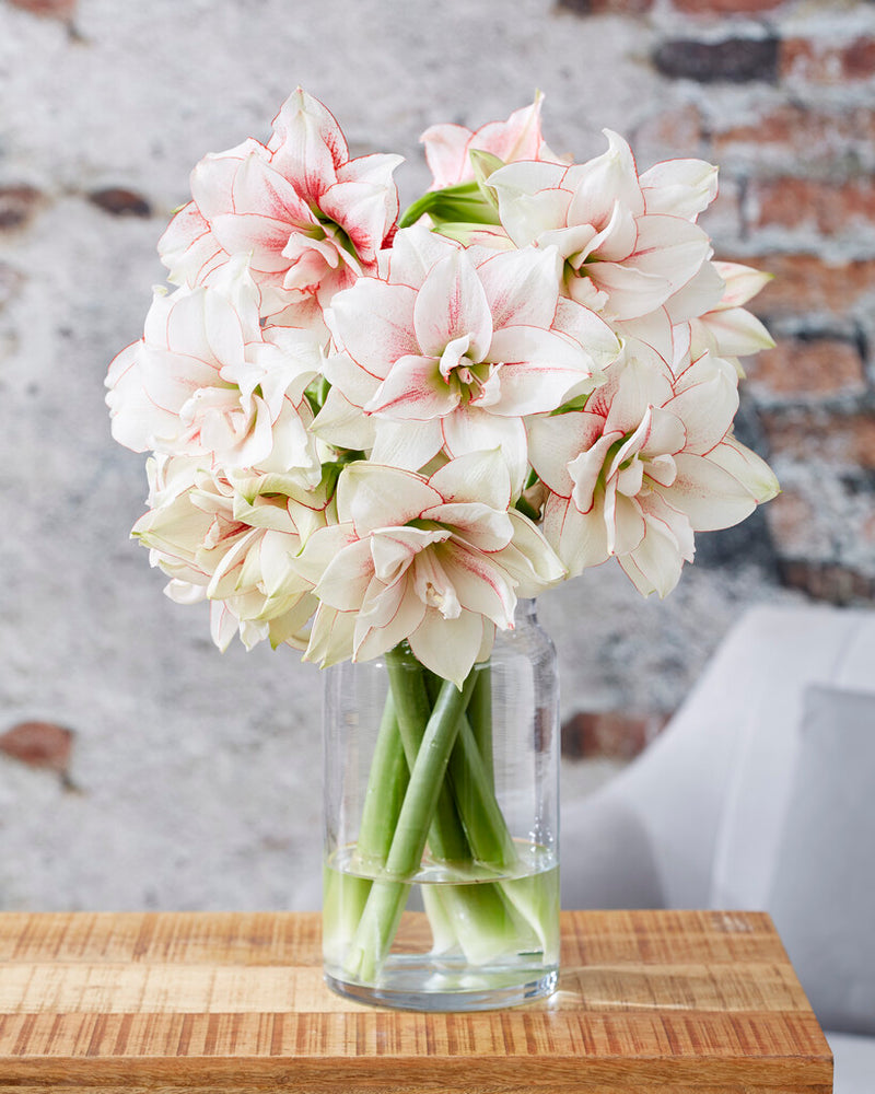 Amarillisz – Elvas – 30/32