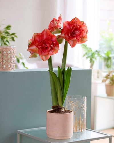 Amaryllis - Benito - 30/32