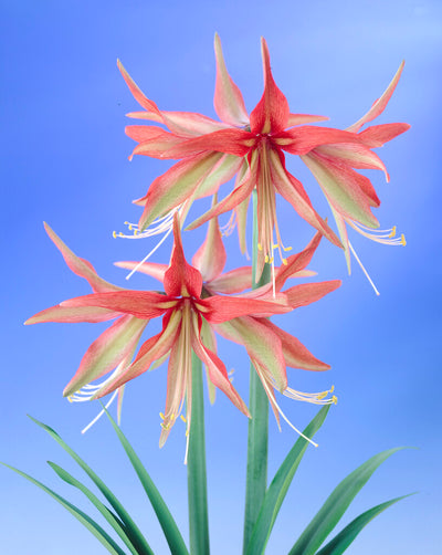 Amarillisz - Sumatra - 30/32