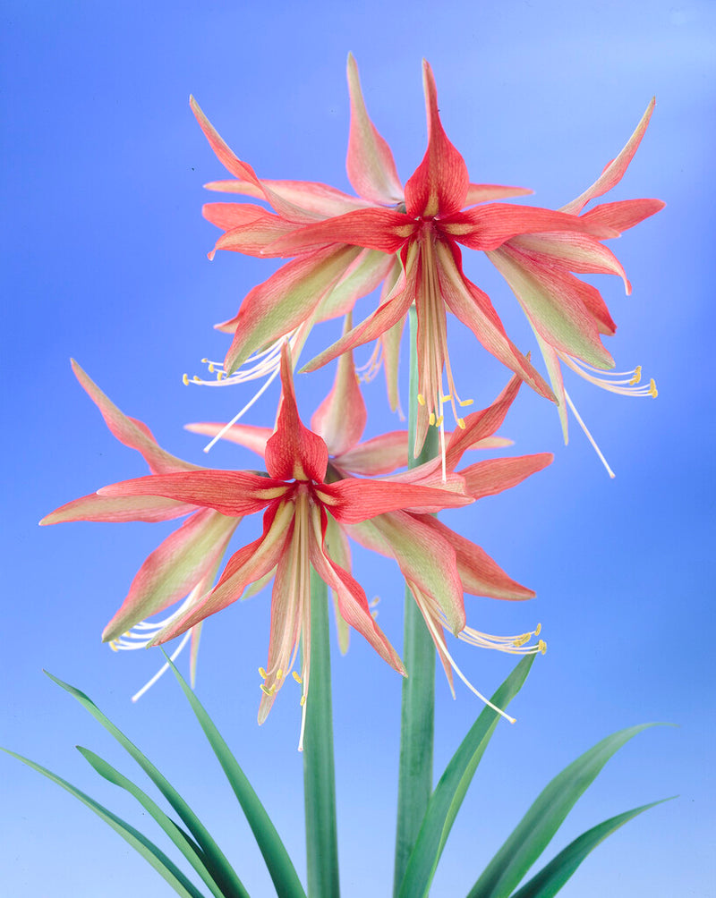 Amarillisz - Sumatra - 30/32