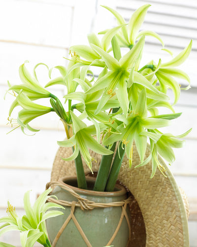 Amaryllis - Evergreen - 30/32