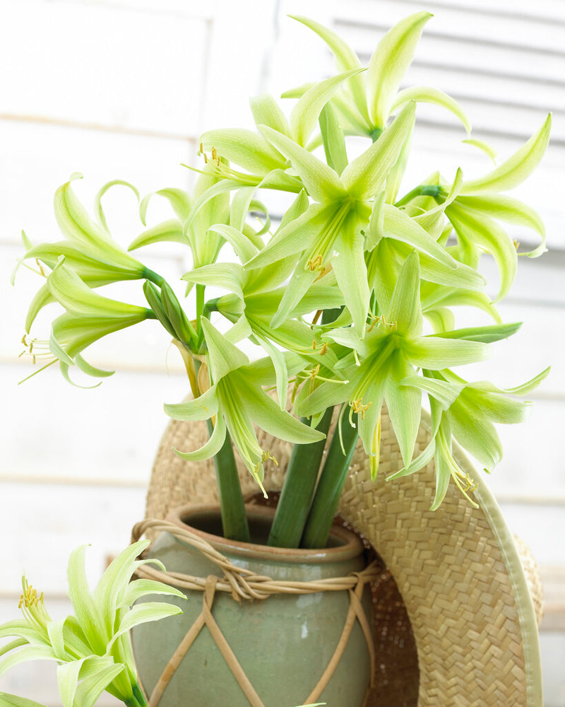 Amaryllis - Evergreen - 30/32