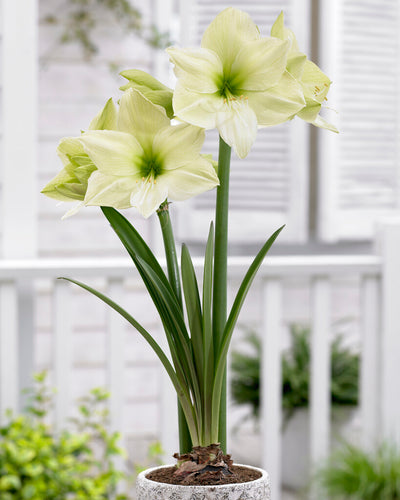 Amarillisz – Luna – 30/32