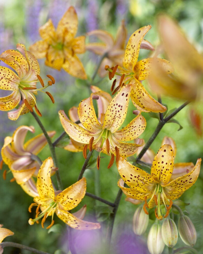 Lilium - Martagon Guinea Gold - 16/18