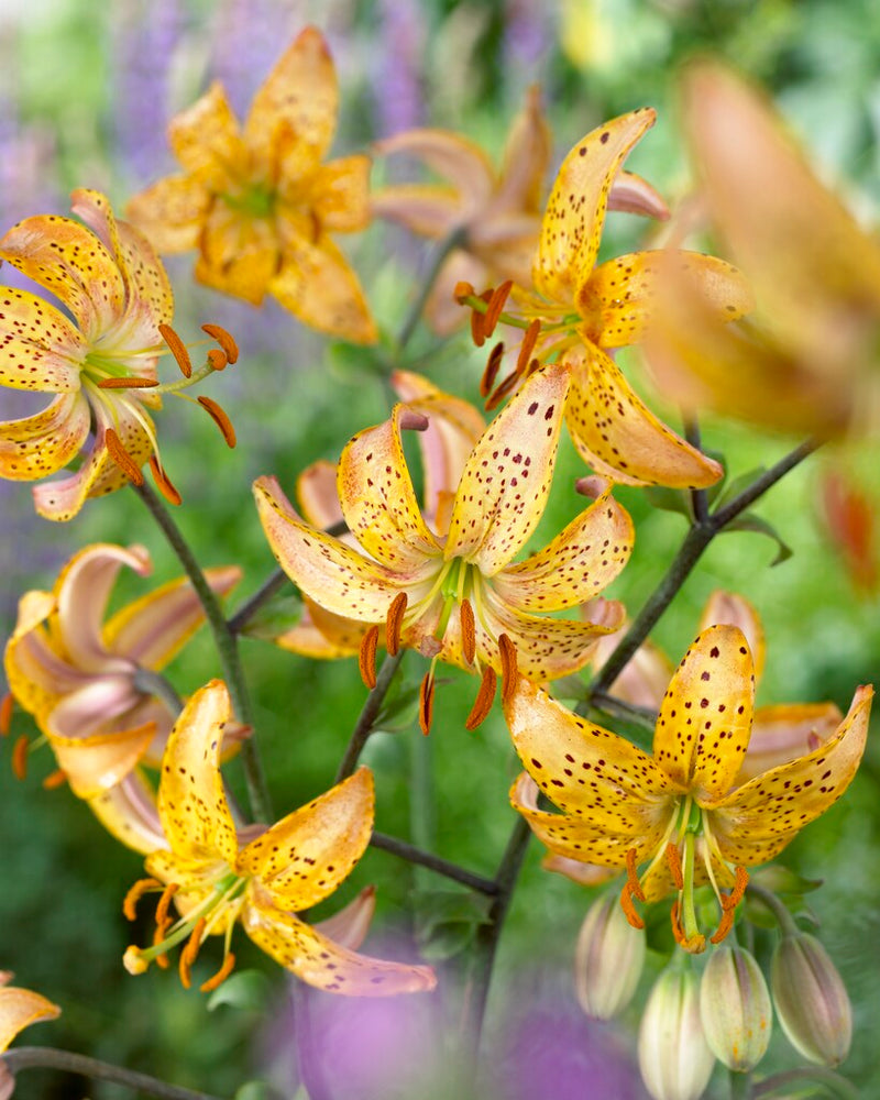 Lilium - Martagon Guinea Gold - 16/18