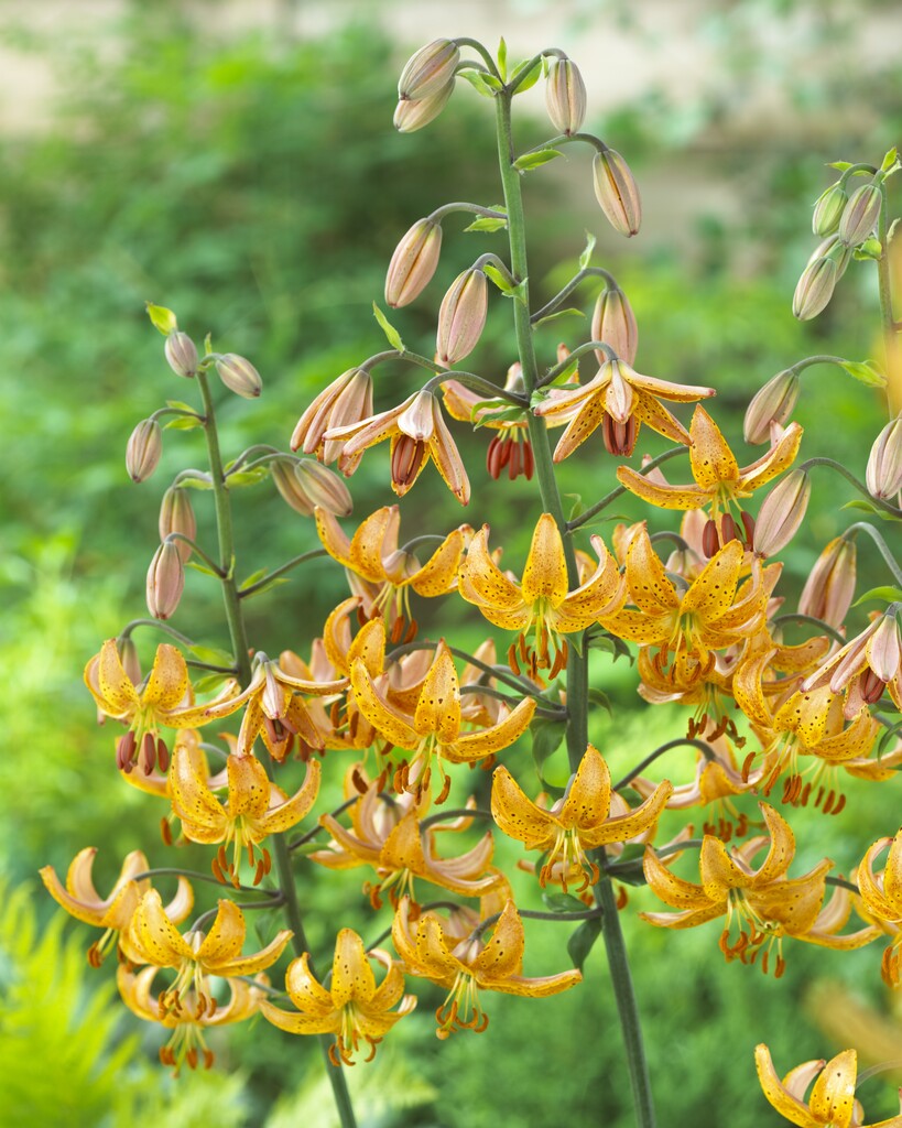 Lilium - Martagon Guinea Gold - 16/18