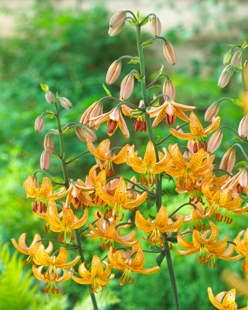 Lilium - Martagon Guinea Gold - 16/18