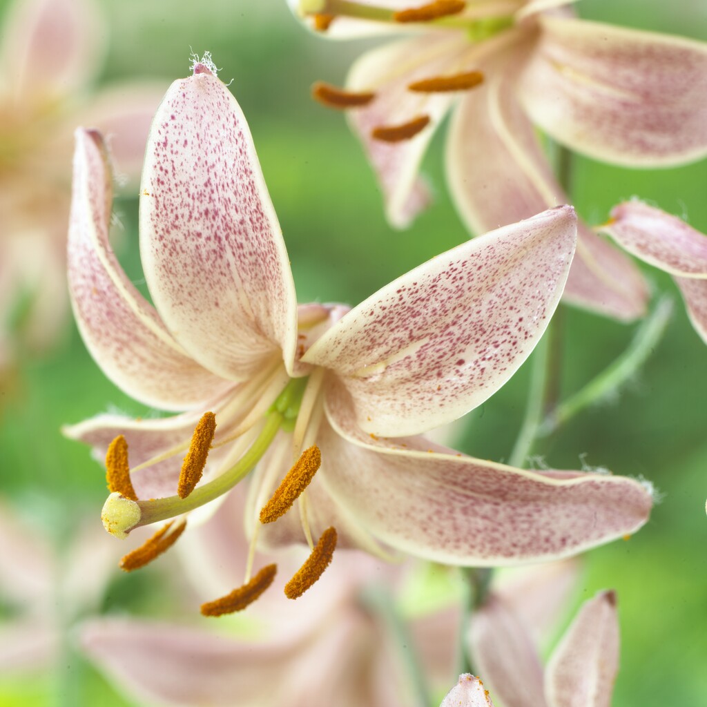 Liliom – Martagon Pink Morning – 16/18