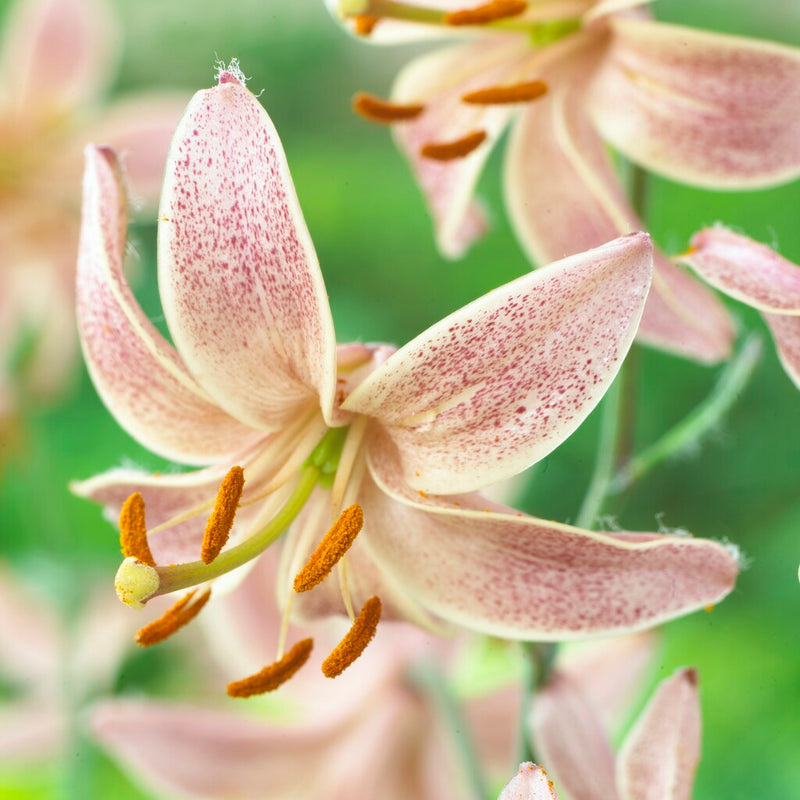 Liliom – Martagon Pink Morning – 16/18