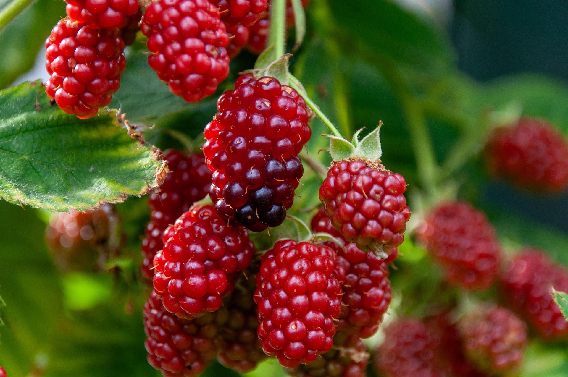 Málna – Malling Promise – 2L