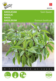 Bazsalikom – Siam Queen - 0,2g