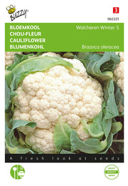 Karfiol – Walcheren Winter 5 - 0,5 g