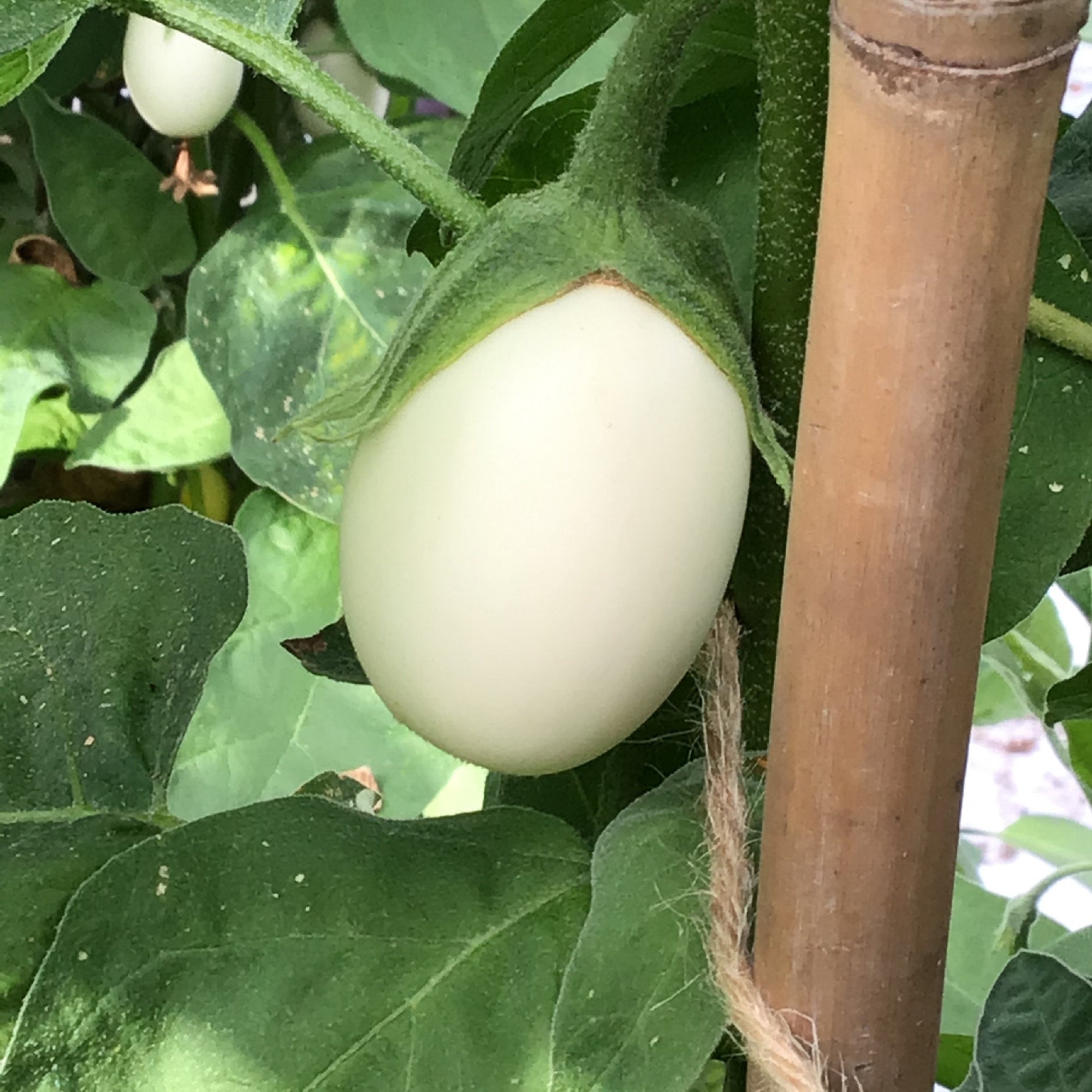 Padlizsán - White Egg - 0,2g