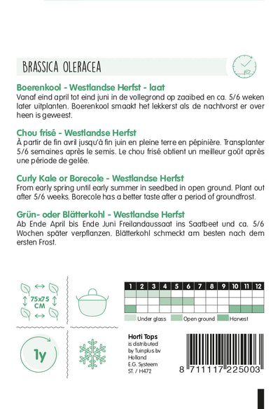 Curly Kale - Westlandse Herfst - 3g
