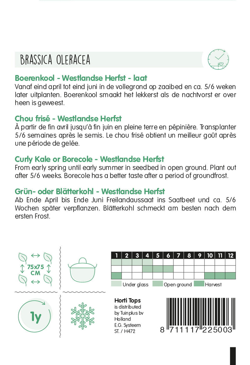 Curly Kale - Westlandse Herfst - 3g
