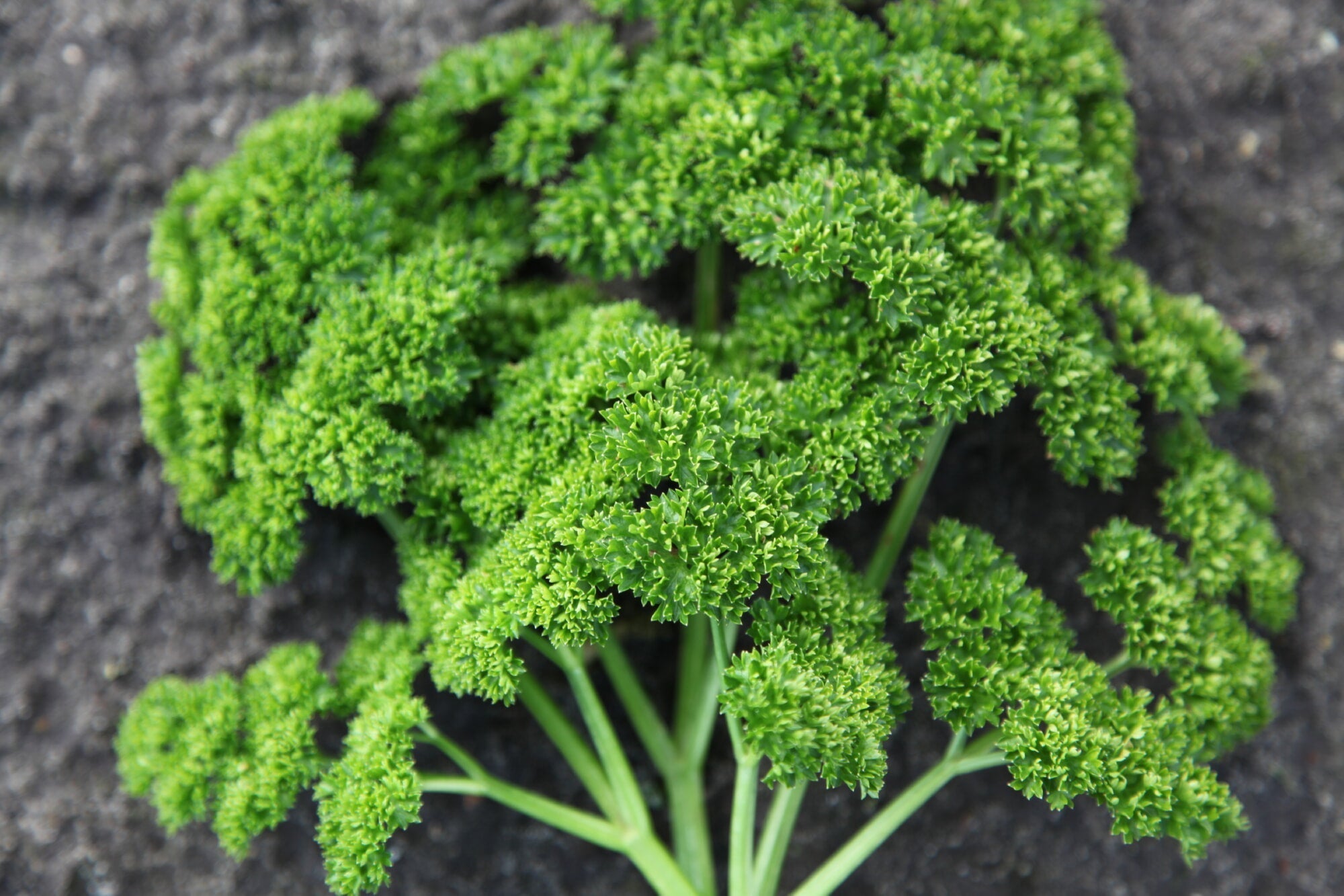 Petrezselyem - Bravour - 3g