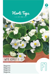 Begónia - Witte Komeet F1 - 700 Szem