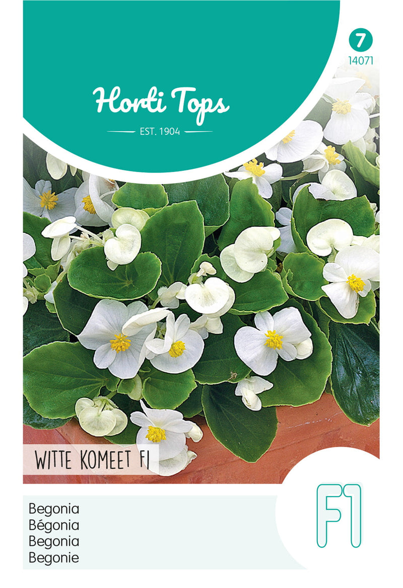 Begónia - Witte Komeet F1 - 700 Szem