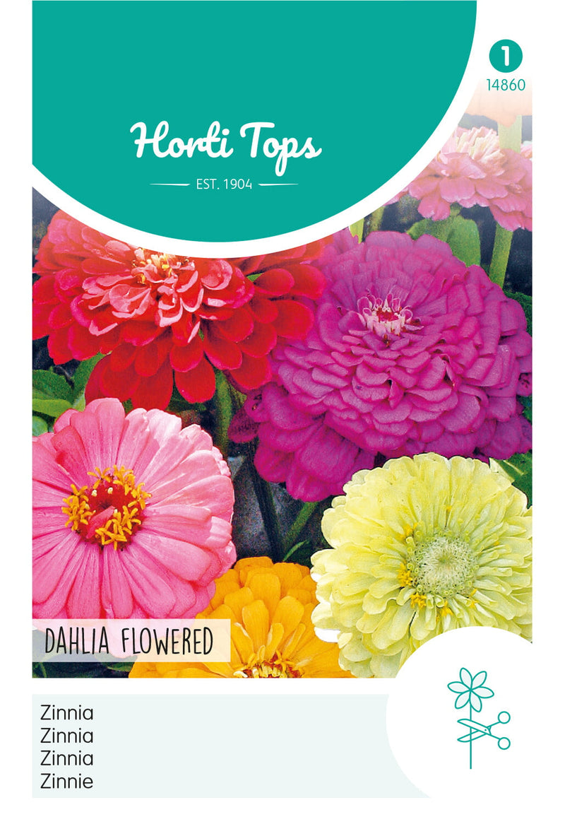 Zinnia - Dahlia Flowered - 1,5g